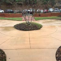 sidewalk-around-tree-after-cleaning