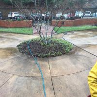 sidewalk-around-tree-before-cleaning